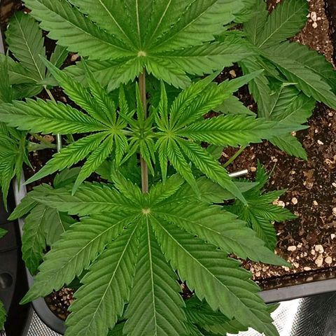 Purple Cookie Kush growlog timeline photo