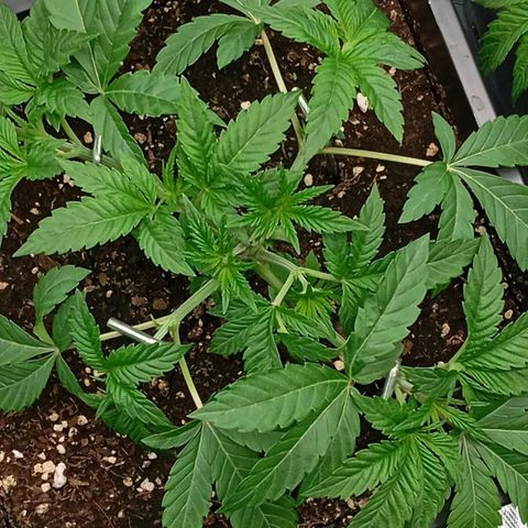 Purple Cookie Kush growlog timeline photo