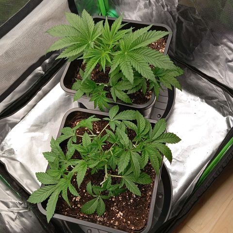 Purple Cookie Kush growlog timeline photo