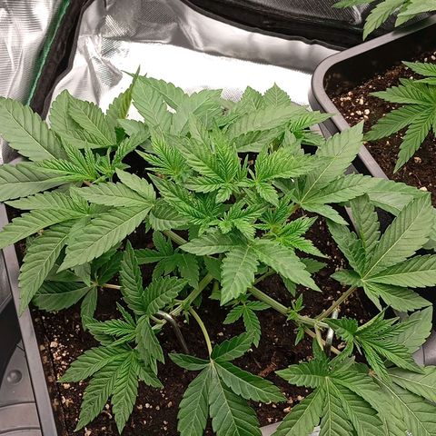 Purple Cookie Kush growlog photo: Man sieht jetzt schon, wie die linke in die Breite geht. Die rechte Dame darf gemächlich weiterwachsen und bekommt nur LST. Beide erholen sich heute einfach ein wenig. Es wurden noch einige große Fächerblätter entfernt. 