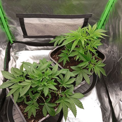 Purple Cookie Kush growlog photo: Man sieht jetzt schon, wie die linke in die Breite geht. Die rechte Dame darf gemächlich weiterwachsen und bekommt nur LST. Beide erholen sich heute einfach ein wenig. Es wurden noch einige große Fächerblätter entfernt. 