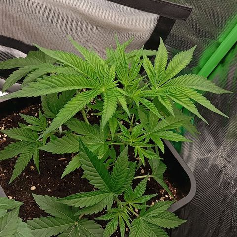 Purple Cookie Kush growlog photo: Man sieht jetzt schon, wie die linke in die Breite geht. Die rechte Dame darf gemächlich weiterwachsen und bekommt nur LST. Beide erholen sich heute einfach ein wenig. Es wurden noch einige große Fächerblätter entfernt. 