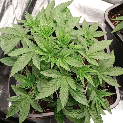 Purple Cookie Kush growlog photo: Weiterhin LST, ansonsten keine Massnahmen heute