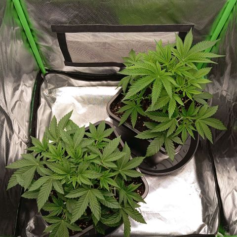 Purple Cookie Kush growlog photo: Weiterhin LST, ansonsten keine Massnahmen heute