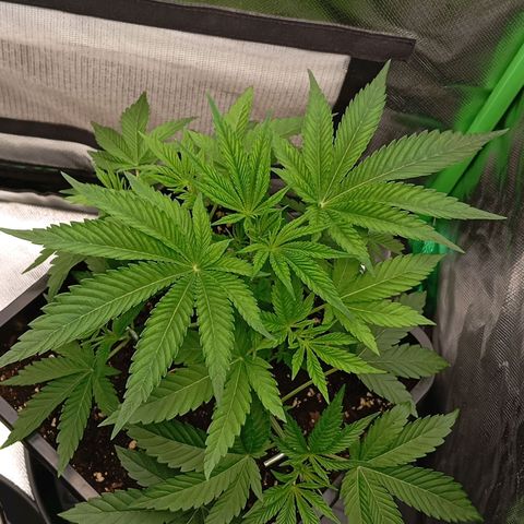 Purple Cookie Kush growlog photo: Weiterhin LST, ansonsten keine Massnahmen heute