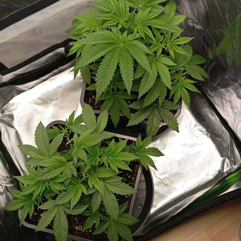 Purple Cookie Kush growlog photo: Die linke Dame (Lace) wurde heute das zweite Mal getoppt. Die rechte Dame (Freya) darf einfach weiter LST machen. Beiden geht es soweit gut, ein wenig Blattwerk wurde entfernt, dort wo nicht genug Licht hinkam.