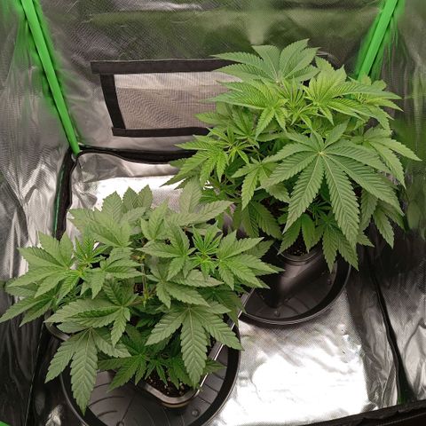 Purple Cookie Kush growlog photo: Die neuen Triebe bei Lace fangen langsam an zu schieben, Freya chillt einfach noch und wurde nur ein klein wenig entlaubt. Töpfe sind noch zu schwer zum Giessen, ansonsten keine Auffälligkeiten 