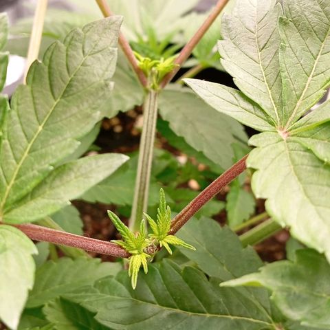 Purple Cookie Kush growlog photo: Die neuen Triebe bei Lace fangen langsam an zu schieben, Freya chillt einfach noch und wurde nur ein klein wenig entlaubt. Töpfe sind noch zu schwer zum Giessen, ansonsten keine Auffälligkeiten 