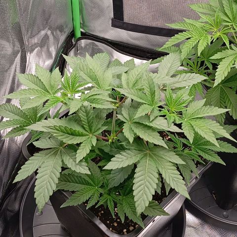 Purple Cookie Kush growlog photo: Die neuen Triebe bei Lace fangen langsam an zu schieben, Freya chillt einfach noch und wurde nur ein klein wenig entlaubt. Töpfe sind noch zu schwer zum Giessen, ansonsten keine Auffälligkeiten 