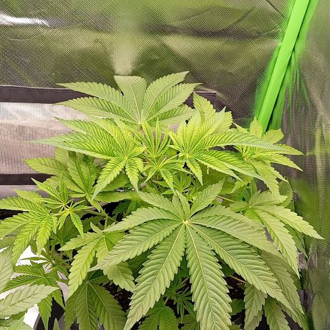 Purple Cookie Kush growlog photo: Die neuen Triebe bei Lace fangen langsam an zu schieben, Freya chillt einfach noch und wurde nur ein klein wenig entlaubt. Töpfe sind noch zu schwer zum Giessen, ansonsten keine Auffälligkeiten 