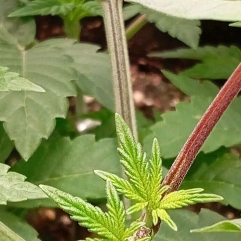 Purple Cookie Kush growlog photo: Immernoch zu schwer zum Giessen. Die neuen Triebe kommen jetzt schön raus bei Lace. Beide sehen gesund aus, keinerlei Trauermücken oder sonstwas. Wurzeln sind auch genug zu sehen. Heute keine Massnahmen 