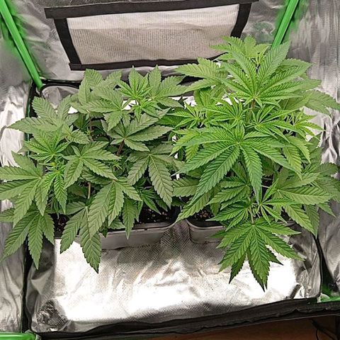 Purple Cookie Kush growlog photo: Immernoch zu schwer zum Giessen. Die neuen Triebe kommen jetzt schön raus bei Lace. Beide sehen gesund aus, keinerlei Trauermücken oder sonstwas. Wurzeln sind auch genug zu sehen. Heute keine Massnahmen 