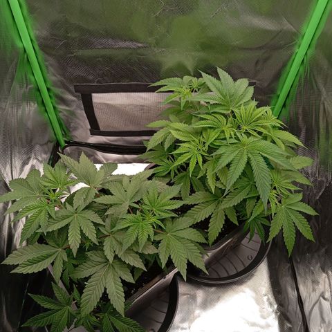 Purple Cookie Kush growlog photo: Heute waren die Töpfe endlich wieder leicht genug zum Giessen. Jeweils 2l PH 6,3 Wasser. Dünger wird das nächste mal angefangen, dann sollte die vorgedüngte Erde nichts mehr drin haben. 