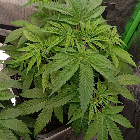 Purple Cookie Kush growlog photo: Heute waren die Töpfe endlich wieder leicht genug zum Giessen. Jeweils 2l PH 6,3 Wasser. Dünger wird das nächste mal angefangen, dann sollte die vorgedüngte Erde nichts mehr drin haben. 