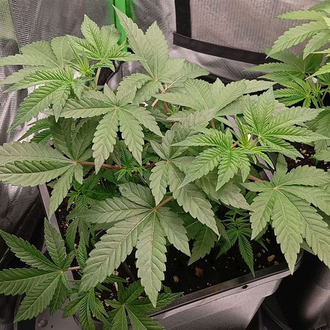 Purple Cookie Kush growlog photo: Heute waren die Töpfe endlich wieder leicht genug zum Giessen. Jeweils 2l PH 6,3 Wasser. Dünger wird das nächste mal angefangen, dann sollte die vorgedüngte Erde nichts mehr drin haben. 