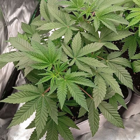Purple Cookie Kush growlog timeline photo