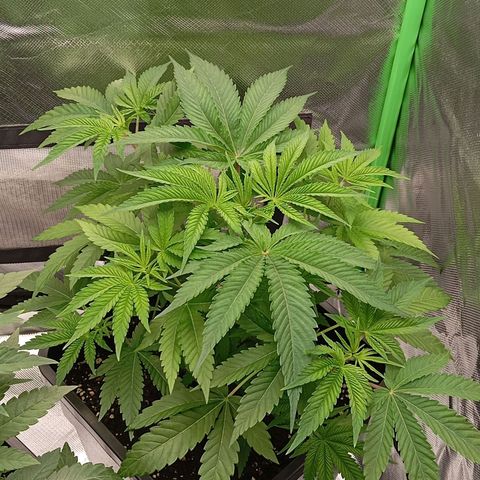 Purple Cookie Kush growlog timeline photo