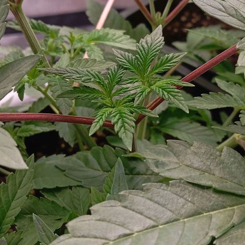 Purple Cookie Kush growlog timeline photo