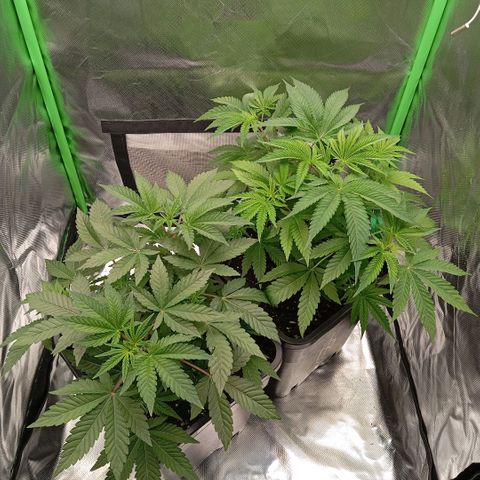 Purple Cookie Kush growlog timeline photo