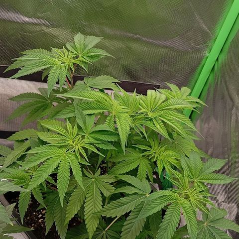 Purple Cookie Kush growlog photo: Heringe etwas korrigiert. Ansonsten dürfen Sie jetzt einfach wachsen. Die neuen Triebe werden langsam größer. 