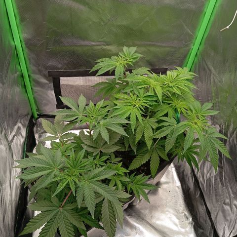 Purple Cookie Kush growlog photo: Heringe etwas korrigiert. Ansonsten dürfen Sie jetzt einfach wachsen. Die neuen Triebe werden langsam größer. 