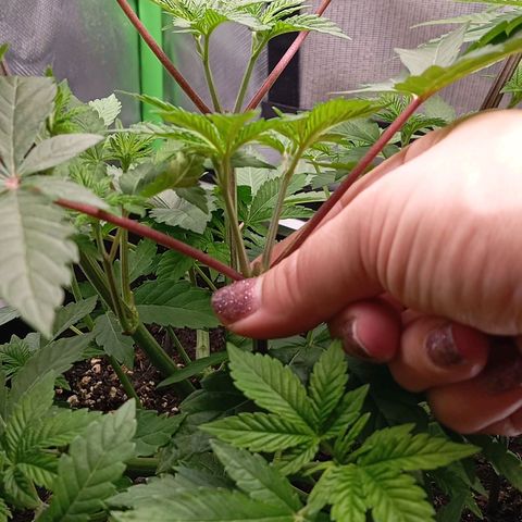 Purple Cookie Kush growlog photo: Heringe etwas korrigiert. Ansonsten dürfen Sie jetzt einfach wachsen. Die neuen Triebe werden langsam größer. 
