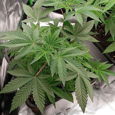 Purple Cookie Kush growlog photo: Heringe etwas korrigiert. Ansonsten dürfen Sie jetzt einfach wachsen. Die neuen Triebe werden langsam größer. 