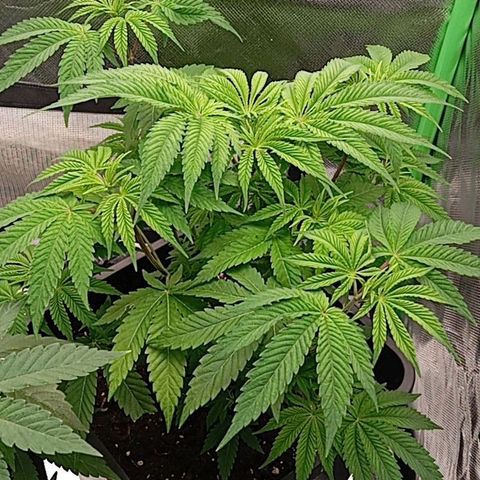 Purple Cookie Kush growlog photo: Leider scheint die vorgedüngte Erde nicht so lange zu halten wie erwartet, deshalb hat Freya dezent ne Farbänderung hinter sich. Lace hat aufgrund von Stress durch Tipping und LST und eben der Erde leichte augenleichte Spitzen. Schade aber nicht zu dramatisch. Heute wieder 2l Wasser mit PH 6,5 und BioBizz 2ml/L und Calmag 0,5ml/L bekommen. Hoffe es zeigt die nächsten Tage Wirkung. 