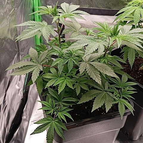 Purple Cookie Kush growlog photo: Leider scheint die vorgedüngte Erde nicht so lange zu halten wie erwartet, deshalb hat Freya dezent ne Farbänderung hinter sich. Lace hat aufgrund von Stress durch Tipping und LST und eben der Erde leichte augenleichte Spitzen. Schade aber nicht zu dramatisch. Heute wieder 2l Wasser mit PH 6,5 und BioBizz 2ml/L und Calmag 0,5ml/L bekommen. Hoffe es zeigt die nächsten Tage Wirkung. 