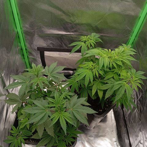 Purple Cookie Kush growlog photo: Leider scheint die vorgedüngte Erde nicht so lange zu halten wie erwartet, deshalb hat Freya dezent ne Farbänderung hinter sich. Lace hat aufgrund von Stress durch Tipping und LST und eben der Erde leichte augenleichte Spitzen. Schade aber nicht zu dramatisch. Heute wieder 2l Wasser mit PH 6,5 und BioBizz 2ml/L und Calmag 0,5ml/L bekommen. Hoffe es zeigt die nächsten Tage Wirkung. 