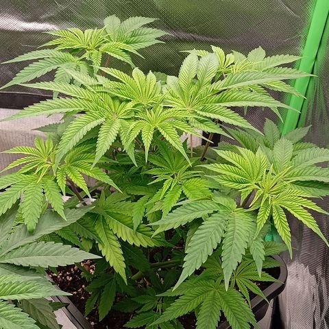 Purple Cookie Kush growlog photo: Freya erholt sich langsam und fällt nicht mehr so extrem zusammen. Die neuen Blätter sollten wieder dunkler rauskommen. Der Rest bleibt leider so verfärbt. Schade aber halb so wild. Lace geht es gut, Sie nimmt langsam mehr Fahrt auf. Da sieht man deutlich, das es zwei verschiedene Phänos sind. 