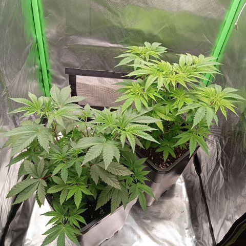 Purple Cookie Kush growlog photo: Freya erholt sich langsam und fällt nicht mehr so extrem zusammen. Die neuen Blätter sollten wieder dunkler rauskommen. Der Rest bleibt leider so verfärbt. Schade aber halb so wild. Lace geht es gut, Sie nimmt langsam mehr Fahrt auf. Da sieht man deutlich, das es zwei verschiedene Phänos sind. 