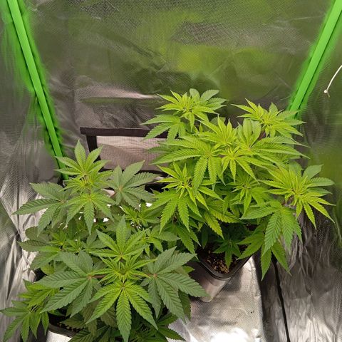 Purple Cookie Kush growlog timeline photo