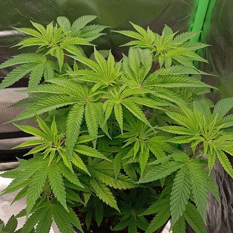 Purple Cookie Kush growlog timeline photo