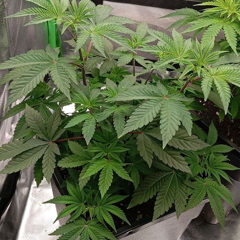 Purple Cookie Kush growlog timeline photo