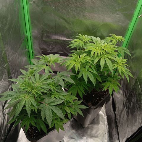 Purple Cookie Kush growlog photo: Heute waren beide wieder leicht, 2ml/L Grow und 0,5ml/L CalMag gegeben, minimaler Drain. Mal sehen ob Freya jetzt etwas dunkler wächst, Sie ist sehr Limonig und hat mehr Hunger als Lace. Man merkt das es verschiedene Phänos sind. 