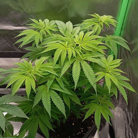Purple Cookie Kush growlog photo: Heute waren beide wieder leicht, 2ml/L Grow und 0,5ml/L CalMag gegeben, minimaler Drain. Mal sehen ob Freya jetzt etwas dunkler wächst, Sie ist sehr Limonig und hat mehr Hunger als Lace. Man merkt das es verschiedene Phänos sind. 