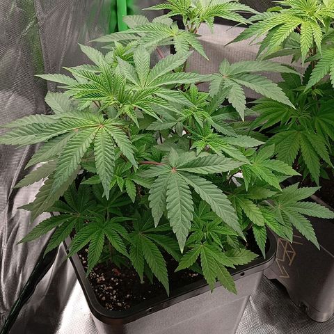 Purple Cookie Kush growlog photo: Heute waren beide wieder leicht, 2ml/L Grow und 0,5ml/L CalMag gegeben, minimaler Drain. Mal sehen ob Freya jetzt etwas dunkler wächst, Sie ist sehr Limonig und hat mehr Hunger als Lace. Man merkt das es verschiedene Phänos sind. 