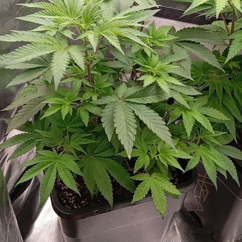 Purple Cookie Kush growlog photo: Den Damen geht es gut soweit. Es kommt nächste Woche ein 80x80x180 Zelt und dann wird umgezogen und dann starten wir langsam in die Blüte 🍀
