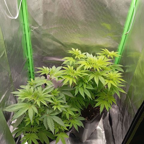 Purple Cookie Kush growlog photo: Den Damen geht es gut soweit. Es kommt nächste Woche ein 80x80x180 Zelt und dann wird umgezogen und dann starten wir langsam in die Blüte 🍀