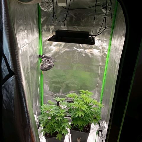 Purple Cookie Kush growlog photo: Heute kam das neue Zelt, leider unsere neue Steckdosenleiste noch nicht. Das heißt, vorerst nur eine Lampe, hoffentlich ab morgen dann beide. Zusätzlich kommen noch 2 Vivosun Aerowave 4 ins Zelt. Und evtl kommt eine der Damen in einen 25l Topf und dann geht's dir Tage endlich in die Blüte 