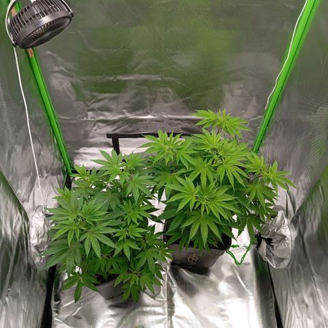 Purple Cookie Kush growlog photo: Heute kam das neue Zelt, leider unsere neue Steckdosenleiste noch nicht. Das heißt, vorerst nur eine Lampe, hoffentlich ab morgen dann beide. Zusätzlich kommen noch 2 Vivosun Aerowave 4 ins Zelt. Und evtl kommt eine der Damen in einen 25l Topf und dann geht's dir Tage endlich in die Blüte 