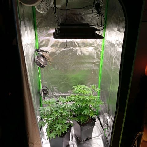 Purple Cookie Kush growlog photo: Endlich haben wir unsere zweite Lampe und die Aerowave4 Ventilatoren im neuen Zelt drin. Jetzt schauen wir mal, wie es weitergeht. Morgen wird wieder gedüngt und dann beim nächsten Mal trocken sein umgetopft. Beide sehen soweit gut aus, sind etwas grüner geworden aber zumindest nicht blasser. 