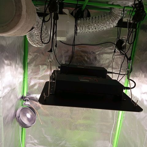 Purple Cookie Kush growlog photo: Endlich haben wir unsere zweite Lampe und die Aerowave4 Ventilatoren im neuen Zelt drin. Jetzt schauen wir mal, wie es weitergeht. Morgen wird wieder gedüngt und dann beim nächsten Mal trocken sein umgetopft. Beide sehen soweit gut aus, sind etwas grüner geworden aber zumindest nicht blasser. 