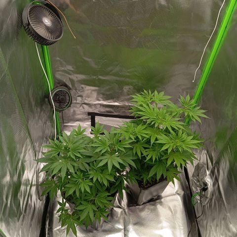 Purple Cookie Kush growlog photo: Endlich haben wir unsere zweite Lampe und die Aerowave4 Ventilatoren im neuen Zelt drin. Jetzt schauen wir mal, wie es weitergeht. Morgen wird wieder gedüngt und dann beim nächsten Mal trocken sein umgetopft. Beide sehen soweit gut aus, sind etwas grüner geworden aber zumindest nicht blasser. 