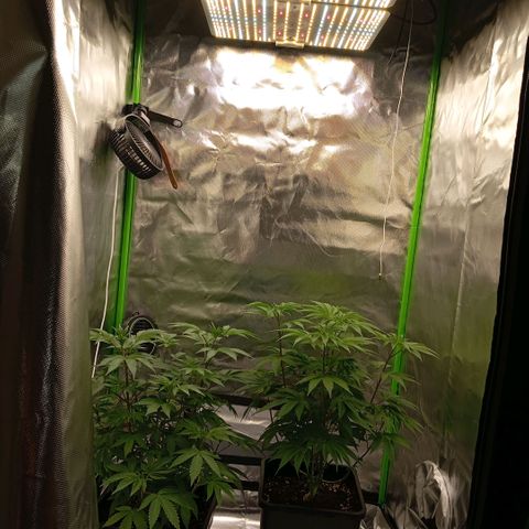 Purple Cookie Kush growlog photo: Heute wieder 3ml/L BioBizz Grow + CalMag gegeben, insgesamt 2l pro Pflanze. Zusätzlich die verkümmerten Triebe unterhalb entfernt. Jetzt dürfen die Damen erstmal ankommen in Ihrer neuen Umgebung. Licht läuft auf 50 Prozent bei beiden Lampen 