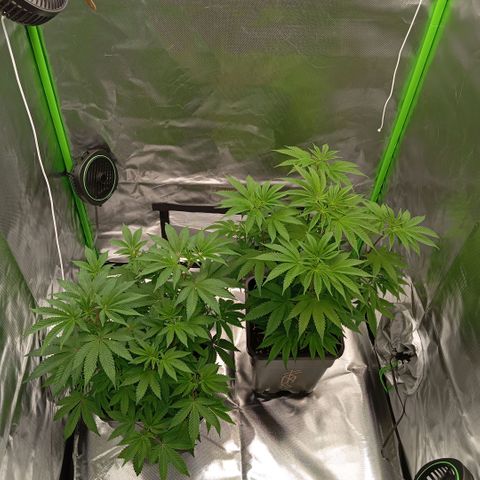Purple Cookie Kush growlog photo: Heute wieder 3ml/L BioBizz Grow + CalMag gegeben, insgesamt 2l pro Pflanze. Zusätzlich die verkümmerten Triebe unterhalb entfernt. Jetzt dürfen die Damen erstmal ankommen in Ihrer neuen Umgebung. Licht läuft auf 50 Prozent bei beiden Lampen 