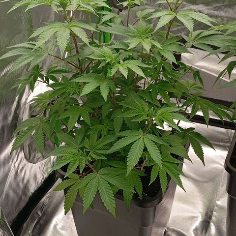 Purple Cookie Kush growlog photo: Heute wieder 3ml/L BioBizz Grow + CalMag gegeben, insgesamt 2l pro Pflanze. Zusätzlich die verkümmerten Triebe unterhalb entfernt. Jetzt dürfen die Damen erstmal ankommen in Ihrer neuen Umgebung. Licht läuft auf 50 Prozent bei beiden Lampen 