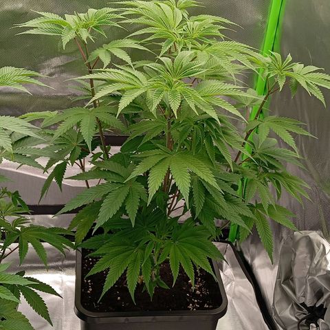 Purple Cookie Kush growlog photo: Heute wieder 3ml/L BioBizz Grow + CalMag gegeben, insgesamt 2l pro Pflanze. Zusätzlich die verkümmerten Triebe unterhalb entfernt. Jetzt dürfen die Damen erstmal ankommen in Ihrer neuen Umgebung. Licht läuft auf 50 Prozent bei beiden Lampen 