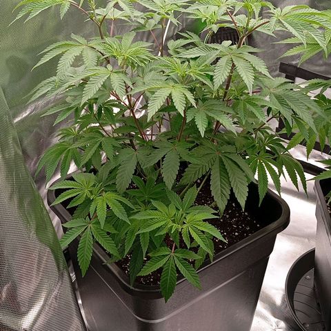 Purple Cookie Kush growlog photo: Lace wurde erfolgreich in Ihren 25l Endtopf gebracht und die Blätterdächer sind beide eben 🍀💪🏼 jetzt warten wir noch kurz und leiten dann bald die Blüte ein. 3,4ml/L Grow und Calmag bei Freya und Lace, wobei bei Lace nur am äußersten Rand gegossen wurde, damit Sie gut wurzelt weil Sie Wasser Sicht und sich dann nach aussen bewegt.
